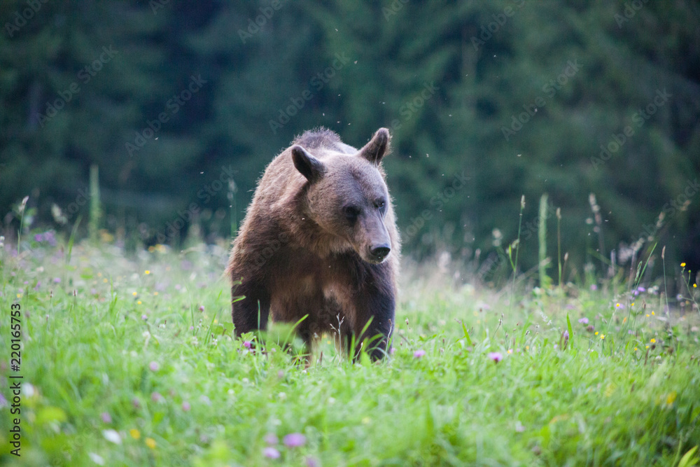 brown bear in its natural habitat brown bear in its natural habitat