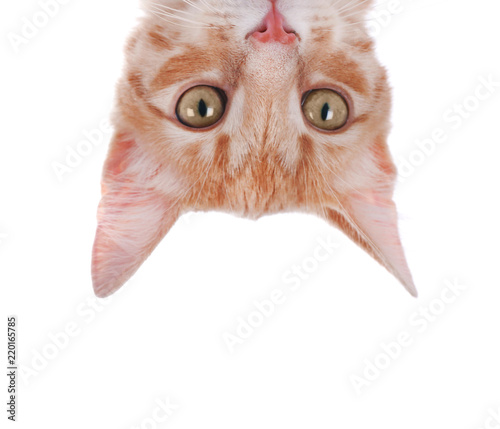 Adorable yellow tabby cat on white background photo