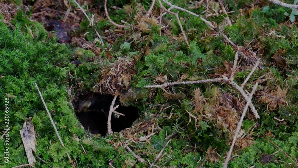 Mehrere Wespen fliegen in ein Erdloch im Wald Mehrere Wespen fliegen in ein Erdloch im Wald
