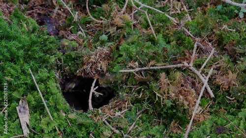 Mehrere Wespen fliegen in ein Erdloch im Wald