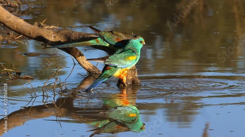 A colorful mulga parrot drinks from a pond in Australia.