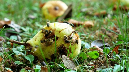 Zahlreiche Wespen auf einer reifen Birne