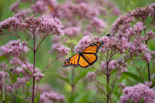 Monarch butterfly on Joe Pye Weed flowers at the Parris Glendening Nature Sanctuary Butterfly Garden in Lothian Anne Arundel County Southern Maryland USA photo