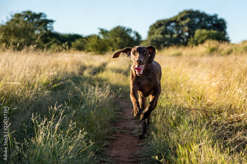 Fototapeta Brązowy pies pointer biegający na torze jeepowym w veld