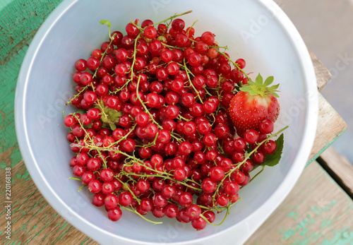 bucket of red currants 