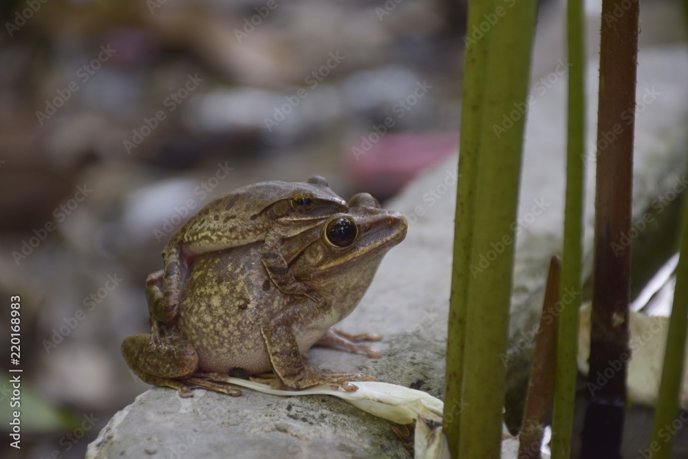 Fototapeta premium The Common Bush Frog are pregnant climbing on the lotus stem