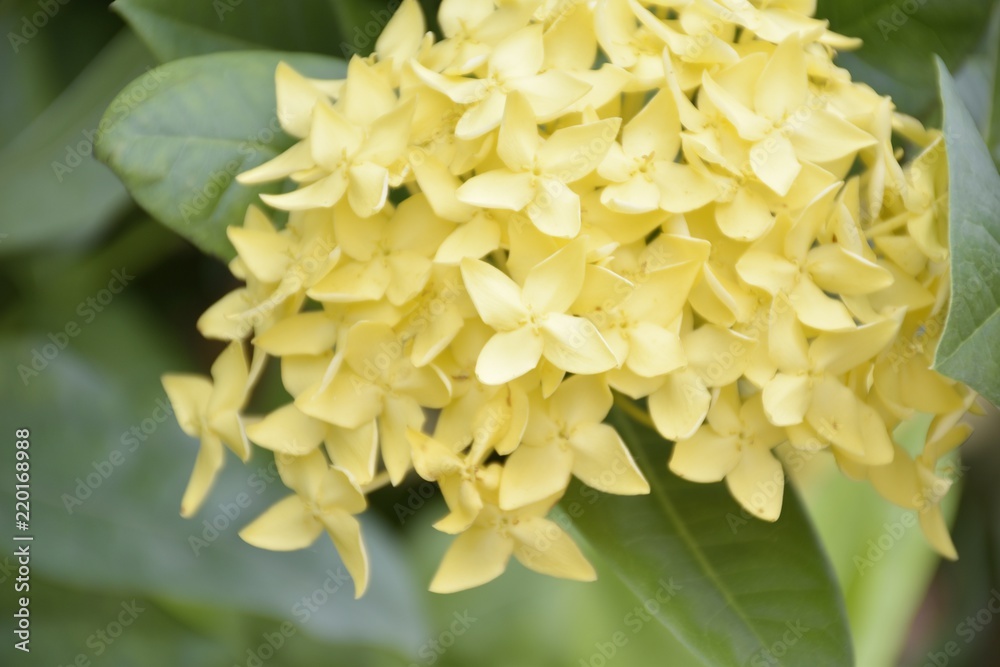 Close up yellow Ixora flower with green background in the garden. Close up yellow Ixora flower with green background in the garden.