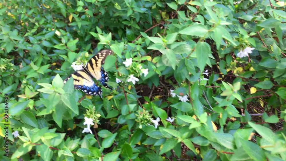 Eastern Tiger Swallowtail butterfly Eastern Tiger Swallowtail butterfly