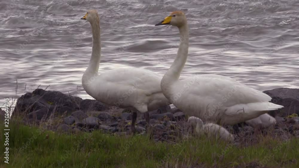 Whooper swans walk with chick babies along a rushing river in Iceland. Whooper swans walk with chick babies along a rushing river in Iceland.