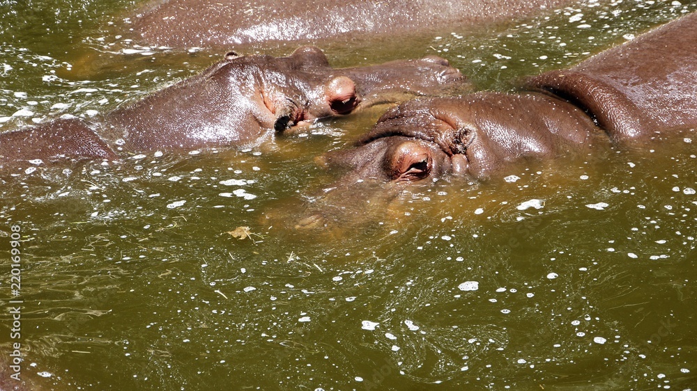 africam africam