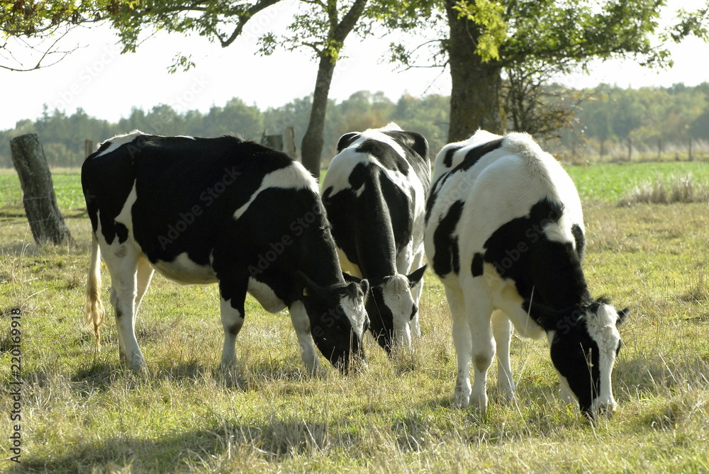 vaches de race Holstein au pré, département de l'Eure, Normandie, France vaches de race Holstein au pré, département de l'Eure, Normandie, France
