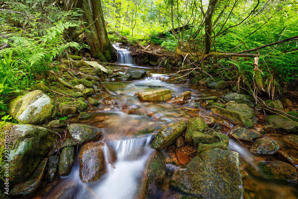 Obraz premium Fern Creek