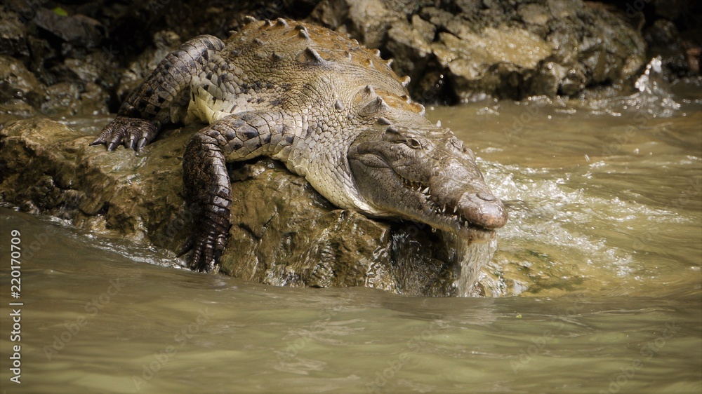 Obraz premium cocodrilo