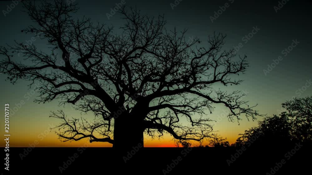 Time lapse sunset and dusk over a majestic tree in Queensland, Australia. Time lapse sunset and dusk over a majestic tree in Queensland, Australia.