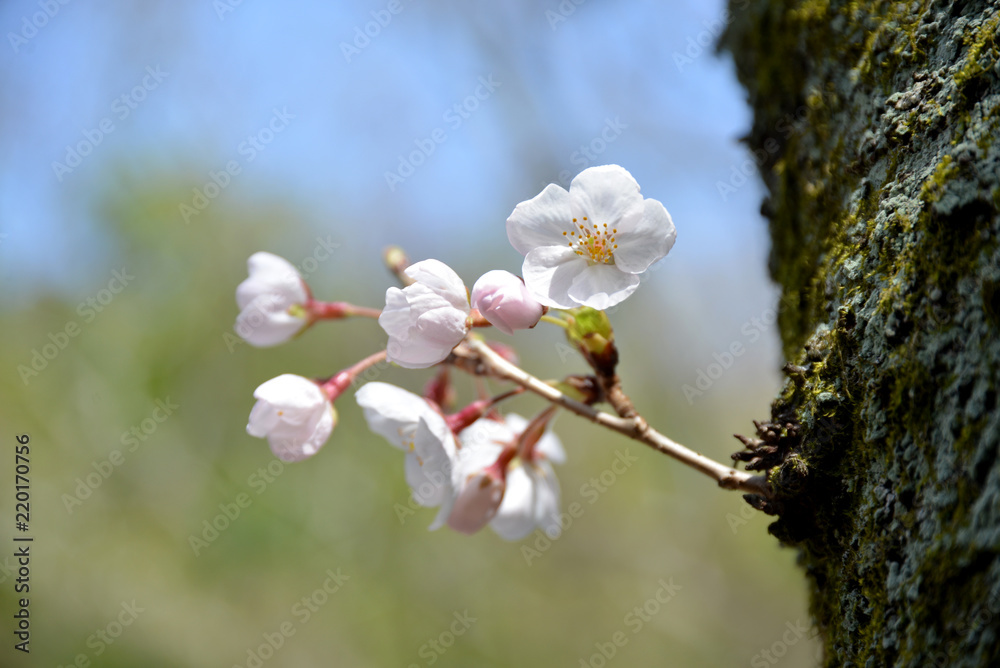 Obraz premium 桜咲く