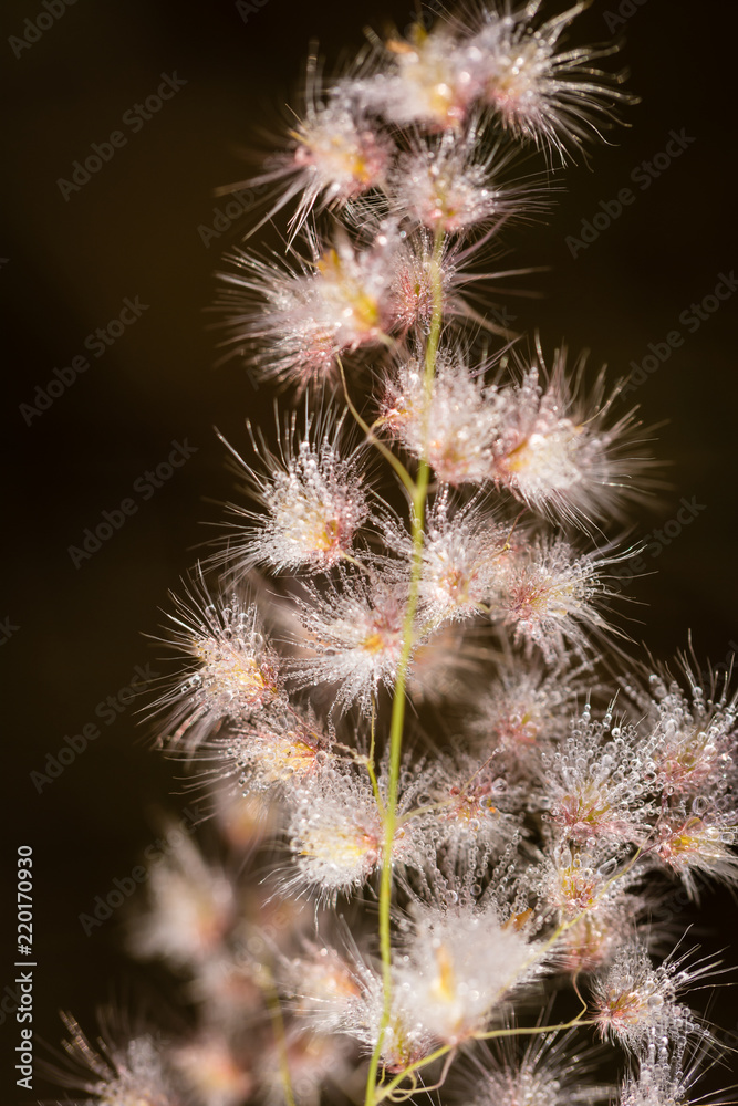 Hairy grass seed covered with dew Hairy grass seed covered with dew