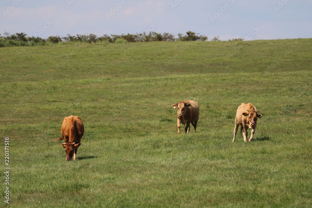 阿蘇の草原で伸び伸び育つ赤牛
