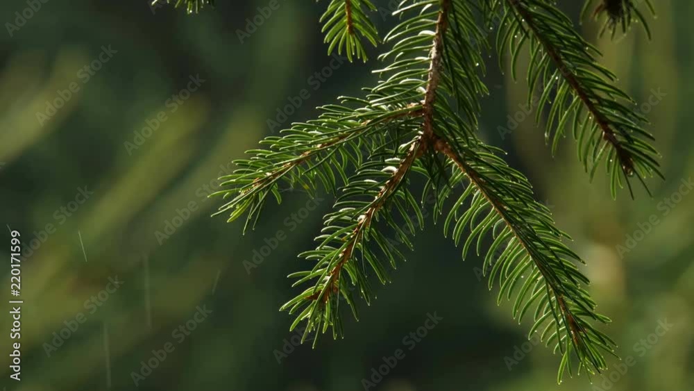 Rain in Forest. Nature forest background. Rain in Forest. Nature forest background.