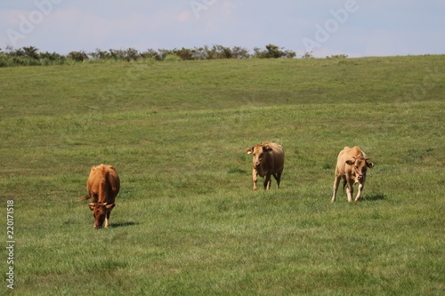 阿蘇の草原で伸び伸び育つ赤牛 © 初男 竹本