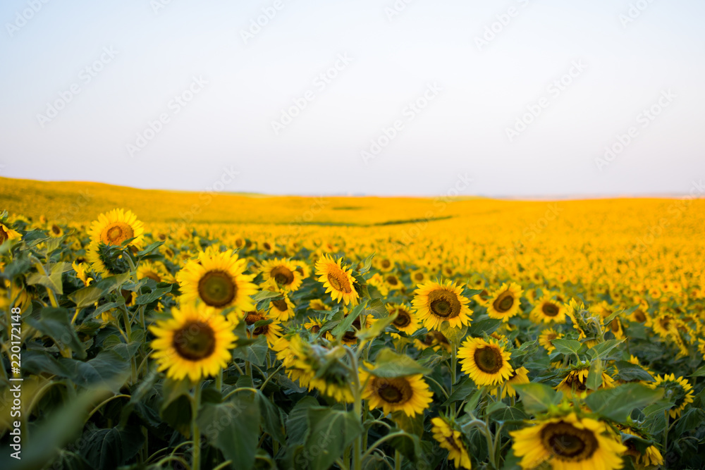 Fototapeta premium Endless Sunflowers