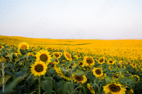 Endless Sunflowers photo