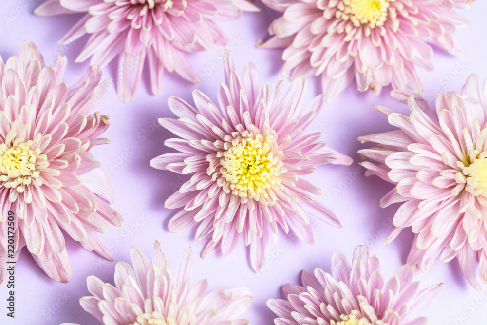 Pink lilac chrysanthemums arrangement on pink lilac background. Flat lay, top view. Floral background.