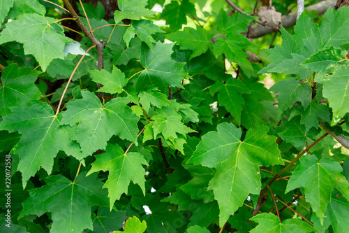 Red maple (Acer rubrum) with green leaves - Davie, Florida, USA