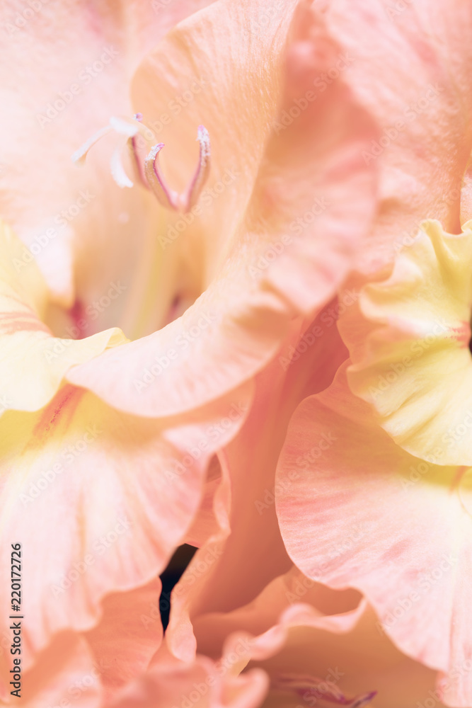 Background of pastel orange Gladiolus flowers, macro, close up, vertical composition