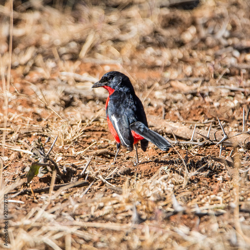 Crimson-breasted Shrike photo