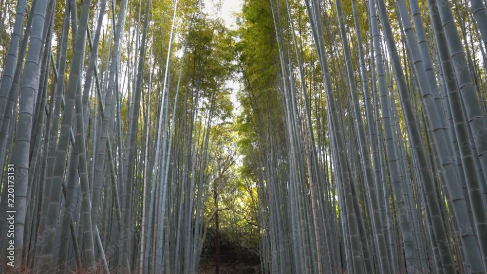 a gimbal steadicam shot walking in arashiyama bamboo forest in kyoto, japan a gimbal steadicam shot walking in arashiyama bamboo forest in kyoto, japan