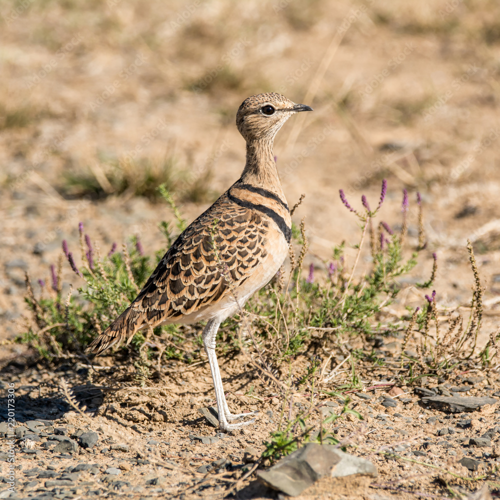 Double-banded Courser