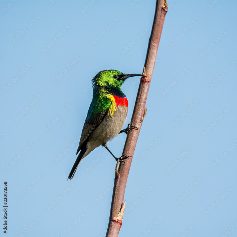 Obraz premium Double-collared Sunbird