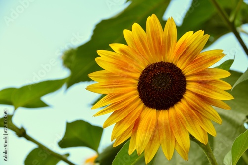 Fototapeta Naklejka Na Ścianę i Meble -  Sonnenblume Nahaufnahme in der Natur