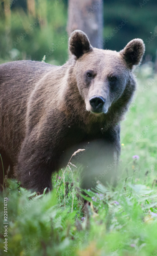 brown bear in its natural habitat brown bear in its natural habitat