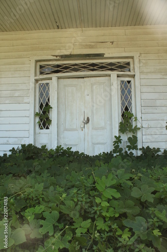 Kudzu coming for dinner