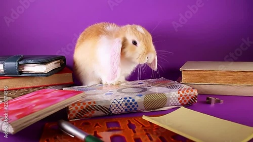 School education start september books and bunny.
