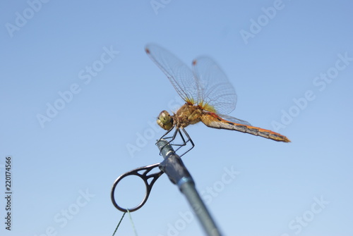 Dragonfly on a Fishing Rod