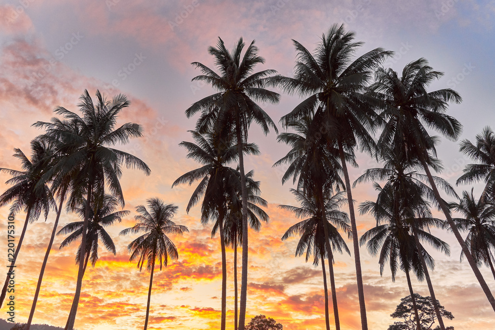 Palm trees on a colourful sunset background Palm trees on a colourful sunset background
