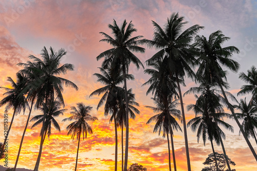 Palm trees on a colourful sunset background  © mizuno555