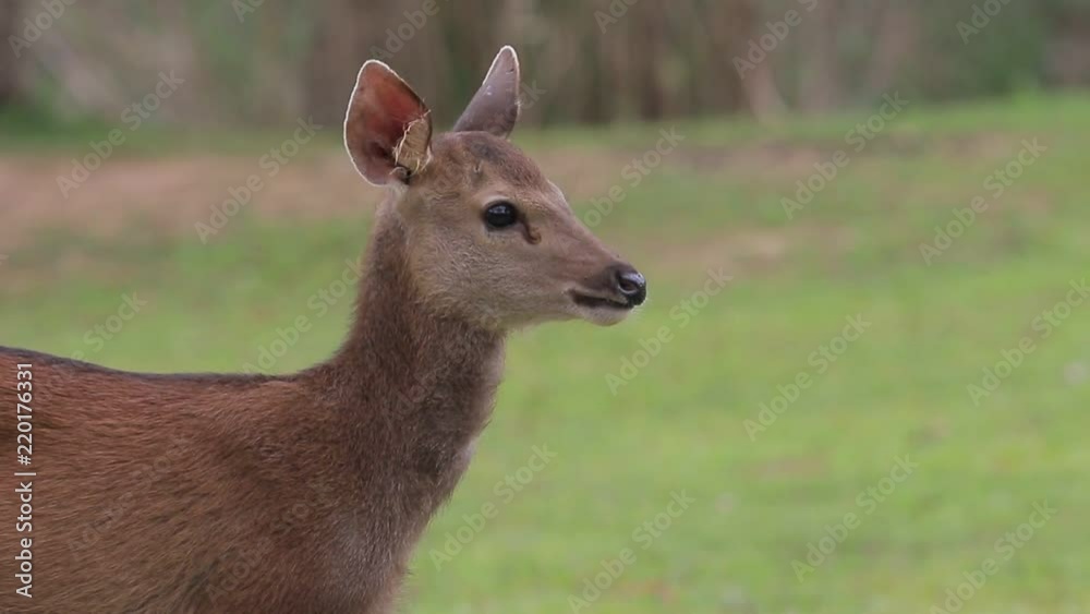 close up face of sambar deer in khao yai national park thailand close up face of sambar deer in khao yai national park thailand