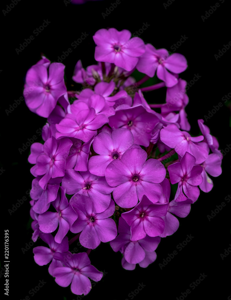 Deep Pink Petals on a Bunch of Vinca Flowers Against a Black Background