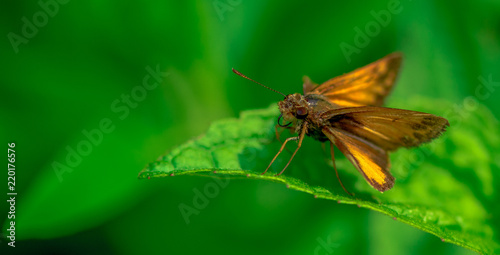 Orange and Tan Wings on a Zabulon Skipper Butterfly on a Green Leaf