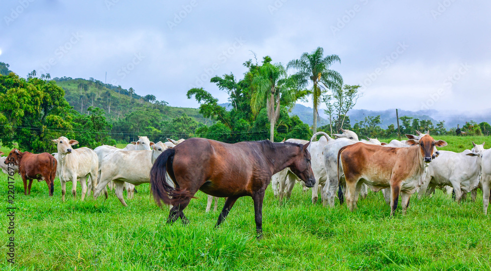 Cows and horses