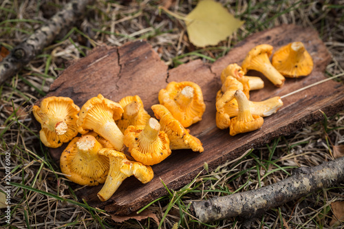 Yellow chanterelle mushrooms on wooden background. Gourmet food.