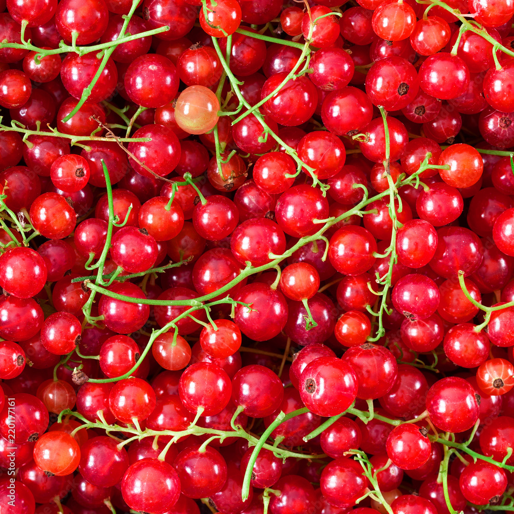background of ripe juicy red currant berries background of ripe juicy red currant berries