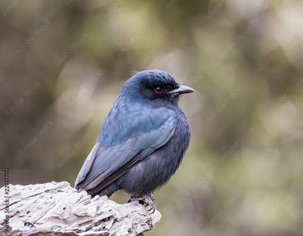 Fork-tailed Drongo