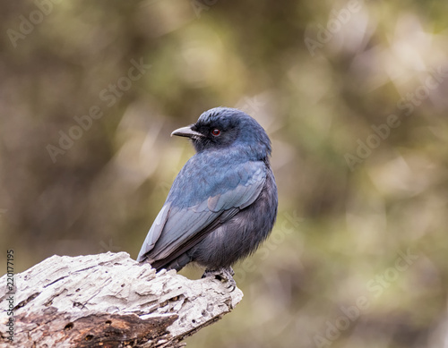 Fork-tailed Drongo © Cathy Withers-Clarke