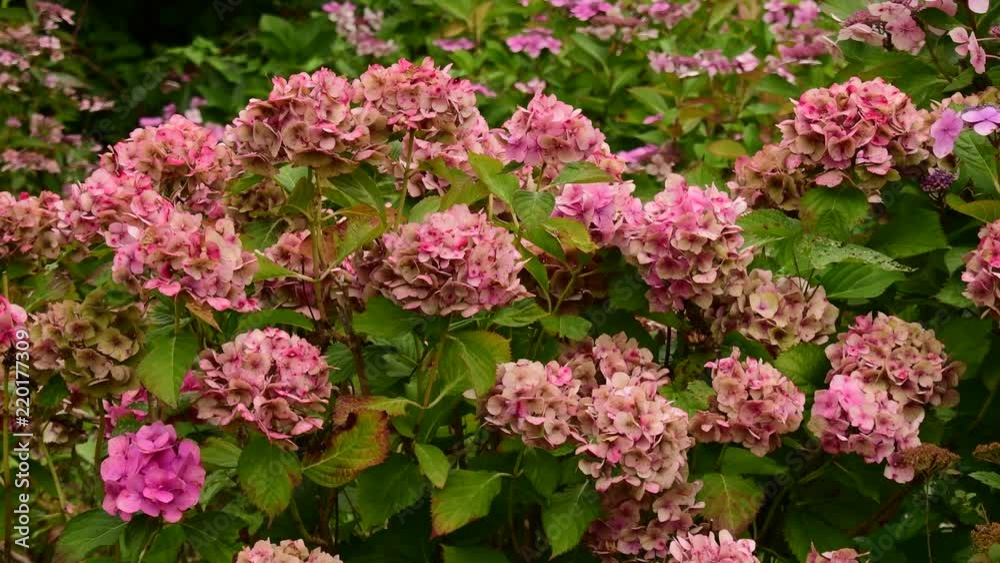 Beautiful color flowers on the tree in the garden Beautiful color flowers on the tree in the garden