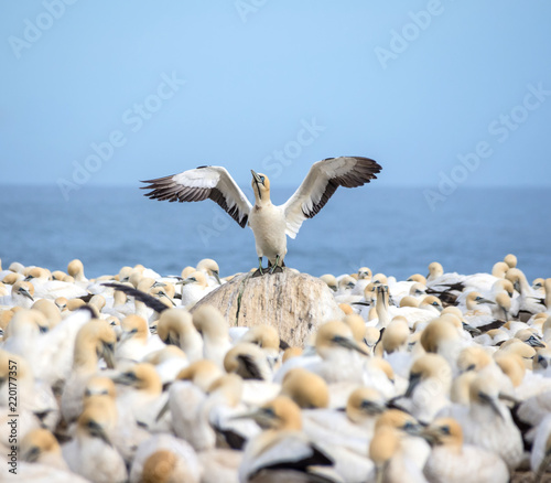 Cape Gannets photo