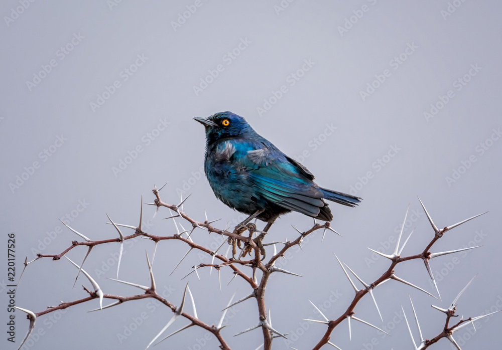 Glossy Starling